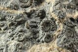 Ammonite (Promicroceras) Cluster - Marston Magna, England #216620-2